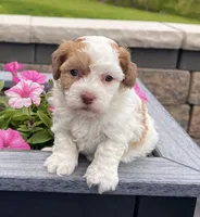 Lucy, a female Havanese for sale in Millersburg, OH – 4 of 6