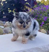 Flash (Black Merle), a male Pomeranian for sale in Millersburg, OH – 3 of 8