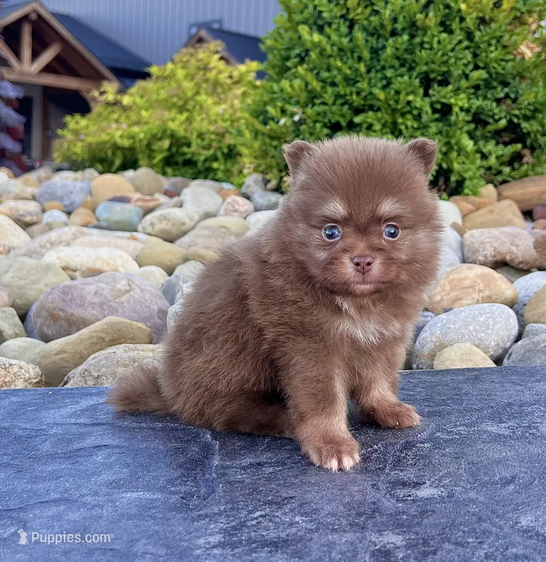 Smurf (Teacup) – Pomeranian puppy for sale in Millersburg, OH