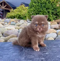 Smurf (Teacup), a male Pomeranian for sale in Millersburg, OH – 1 of 6