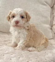 Rayne, a female Havanese for sale in Millersburg, OH – 3 of 6