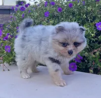 Frosty (True Blue Merle), a male Pomeranian for sale in Millersburg, OH – 5 of 7