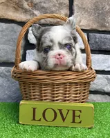 Hulk, a male French Bulldog for sale in Millersburg, OH – 6 of 6