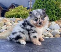 Flash (Black Merle), a male Pomeranian for sale in Millersburg, OH – 2 of 8