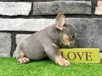 Turbo, a male French Bulldog for sale in Millersburg, OH – 4 of 5