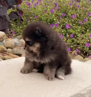 Mickey, a male Pomeranian for sale in Millersburg, OH – 7 of 9