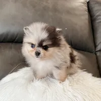 Peanut, a male Pomeranian for sale in Millersburg, OH – Photo 2 of 5