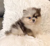 Peanut, a male Pomeranian for sale in Millersburg, OH – Photo 1 of 5