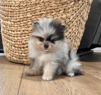 Peanut, a male Pomeranian for sale in Millersburg, OH – Photo 4 of 5