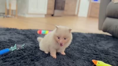 Fluffy (Lavender Merle), a male Pomeranian for sale in Millersburg, OH – 7 of 7