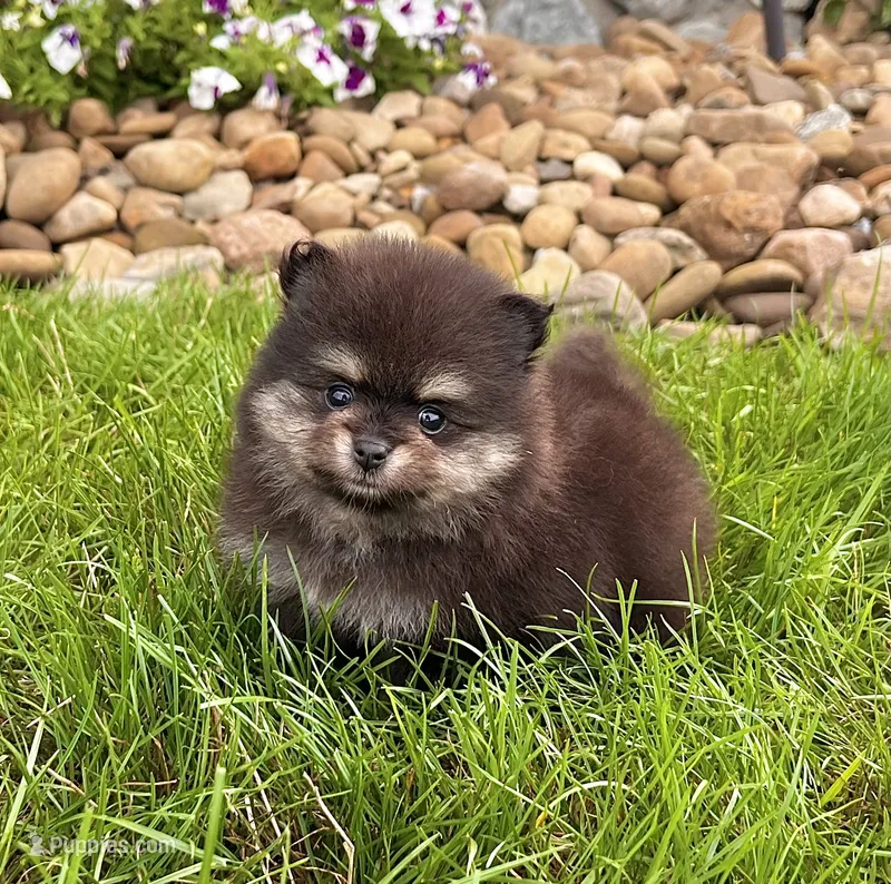 Mickey – Pomeranian puppy for sale in Millersburg, OH