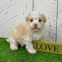 Ralph, a male Havanese for sale in Millersburg, OH – Photo 8 of 9