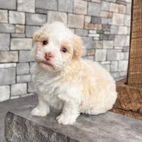 Ralph, a male Havanese for sale in Millersburg, OH – Photo 2 of 9