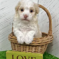 Ralph, a male Havanese for sale in Millersburg, OH – Photo 6 of 9