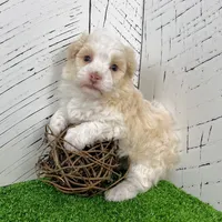 Ralph, a male Havanese for sale in Millersburg, OH – Photo 3 of 9