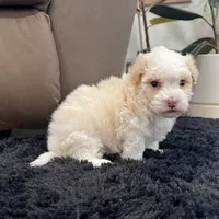 Ralph, a male Havanese for sale in Millersburg, OH – Photo 5 of 9