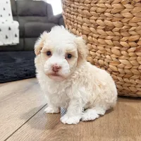 Ralph, a male Havanese for sale in Millersburg, OH – Photo 1 of 9