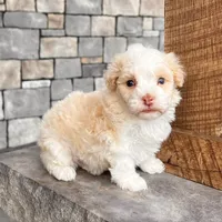 Ralph, a male Havanese for sale in Millersburg, OH – Photo 7 of 9