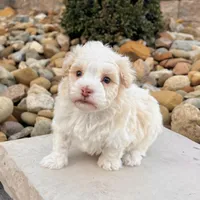 Ralph, a male Havanese for sale in Millersburg, OH – Photo 4 of 9