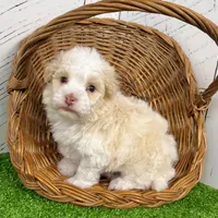 Ralph, a male Havanese for sale in Millersburg, OH – Photo 9 of 9
