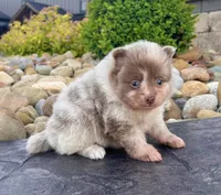 Winston Lavender Merle , a male Pomeranian for sale in Millersburg, OH – 3 of 7