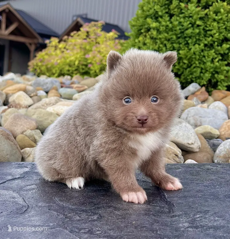 Teddy Lavender – Pomeranian puppy for sale in Millersburg, OH