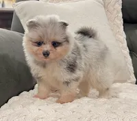 Frosty (True Blue Merle), a male Pomeranian for sale in Millersburg, OH – 2 of 7