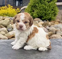 Layla, a female Havanese for sale in Millersburg, OH – 3 of 5