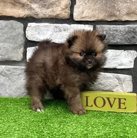 Buddy, a male Pomeranian for sale in Millersburg, OH – 2 of 7
