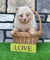 Fluffy (Lavender Merle), a male Pomeranian for sale in Millersburg, OH – 5 of 7