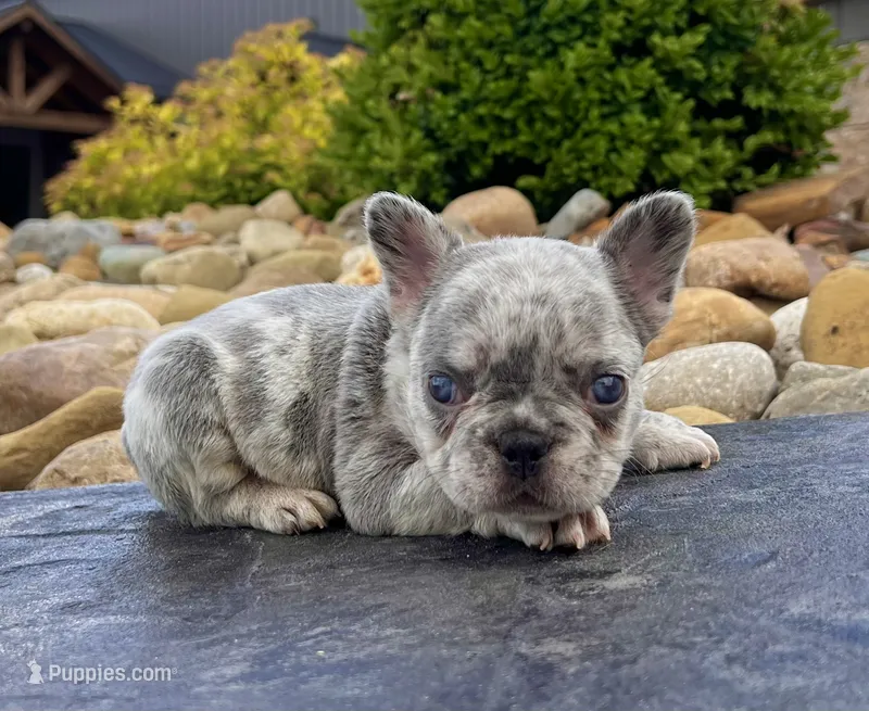 Holly – French Bulldog puppy for sale in Millersburg, OH