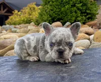 Holly, a female French Bulldog for sale in Millersburg, OH – 1 of 3