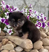 Finn (Black Tan), a male Pomeranian for sale in Millersburg, OH – 6 of 7
