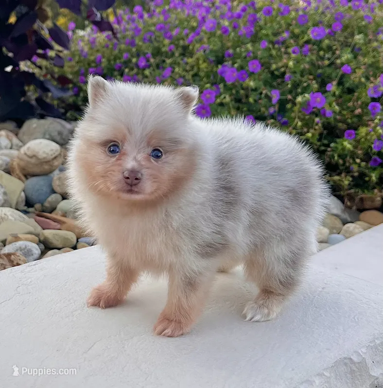 Fluffy (Lavender Merle) – Pomeranian puppy for sale in Millersburg, OH
