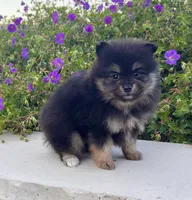 Finn (Black Tan), a male Pomeranian for sale in Millersburg, OH – 5 of 7