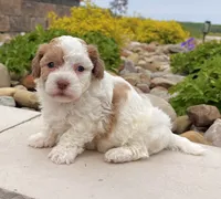 Lucy, a female Havanese for sale in Millersburg, OH – 5 of 6