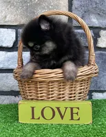 Shadow (Teacup), a male Pomeranian for sale in Millersburg, OH – 4 of 8