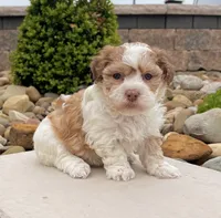 Lassie, a female Havanese for sale in Millersburg, OH – 4 of 5