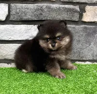 Mickey, a male Pomeranian for sale in Millersburg, OH – 6 of 9