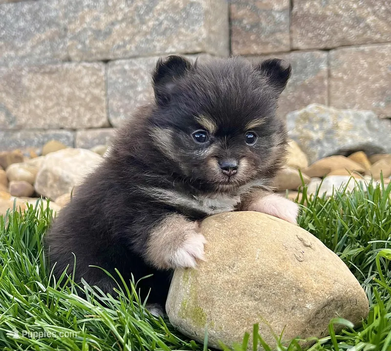 Minnie – Pomeranian puppy for sale in Millersburg, OH