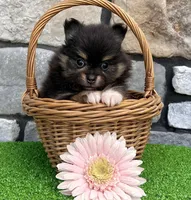 Minnie, a female Pomeranian for sale in Millersburg, OH – Photo 3 of 4