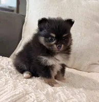 Minnie, a female Pomeranian for sale in Millersburg, OH – Photo 2 of 4