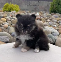 Minnie, a female Pomeranian for sale in Millersburg, OH – Photo 4 of 4