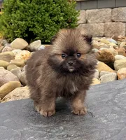 Buddy, a male Pomeranian for sale in Millersburg, OH – 5 of 7