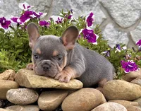 Tubby, a male French Bulldog for sale in Millersburg, OH – 3 of 4