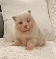Fluffy (Lavender Merle), a male Pomeranian for sale in Millersburg, OH – 3 of 7