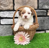 Lucy, a female Havanese for sale in Millersburg, OH – 3 of 6