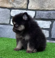 Shadow (Teacup), a male Pomeranian for sale in Millersburg, OH – 2 of 8