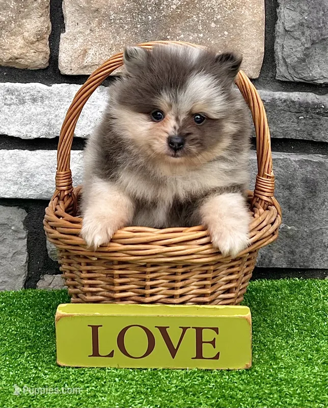 Mario – Pomeranian puppy for sale in Millersburg, OH