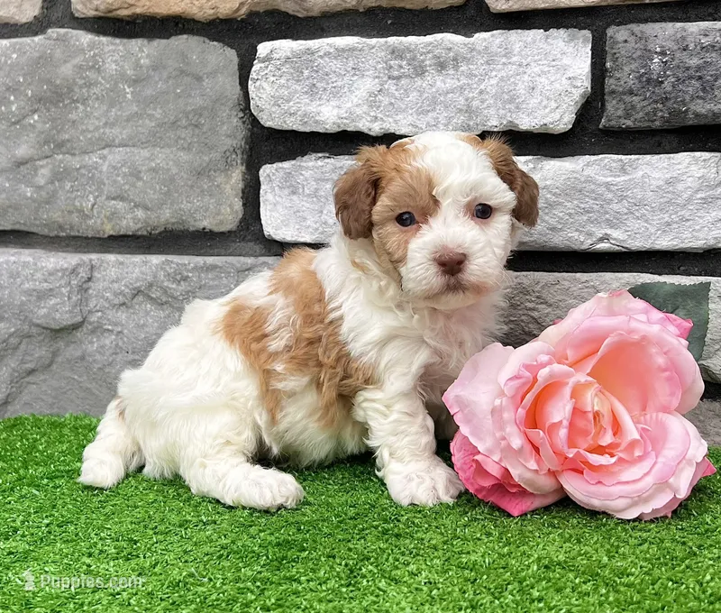 Lucy – Havanese puppy for sale in Millersburg, OH